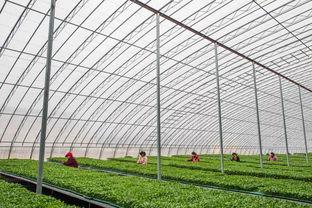 吃瓜群爆料大棚视频,吃瓜群爆料背后的农业真相  第2张