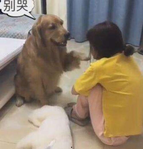 娱乐吃瓜酱小狗安慰,娱乐吃瓜酱的暖心安慰之道  第3张