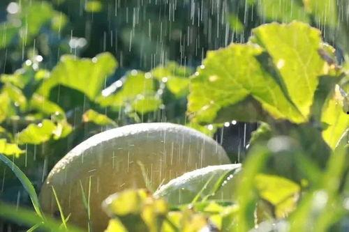 瓜州的西瓜可以免费吃吗,免费品尝甜蜜诱惑  第3张